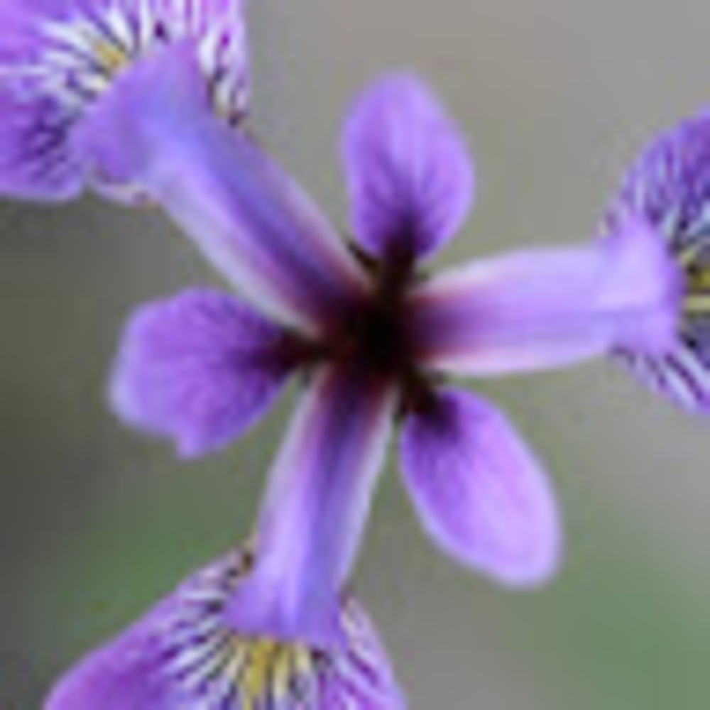 Meet your Posher, Su